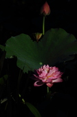Enlarge photo 160