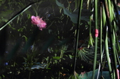 Enlarge photo 161