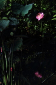 Enlarge photo 159