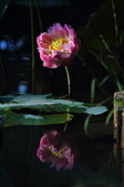 Enlarge photo 158