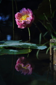Enlarge photo 157