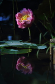 Enlarge photo 156
