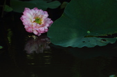 Enlarge photo 152