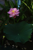 Enlarge photo 151