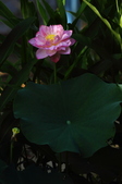 Enlarge photo 149