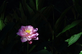 Enlarge photo 145