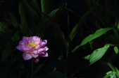 Enlarge photo 144