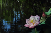 Enlarge photo 142