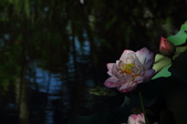 Enlarge photo 141