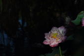 Enlarge photo 136