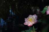 Enlarge photo 135