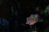 Enlarge photo 132