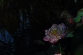 Enlarge photo 131