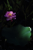 Enlarge photo 128