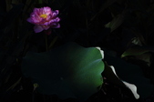 Enlarge photo 127