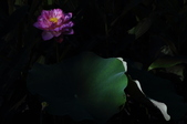 Enlarge photo 126