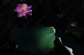 Enlarge photo 125