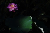 Enlarge photo 124