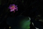 Enlarge photo 120