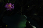 Enlarge photo 119