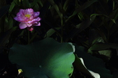 Enlarge photo 117