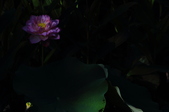 Enlarge photo 118