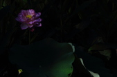 Enlarge photo 116