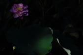 Enlarge photo 115