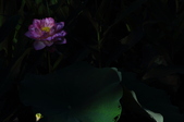 Enlarge photo 114
