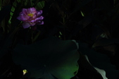 Enlarge photo 113