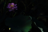Enlarge photo 112