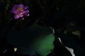 Enlarge photo 110