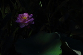 Enlarge photo 107