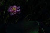 Enlarge photo 106