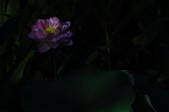 Enlarge photo 103