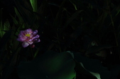 Enlarge photo 99