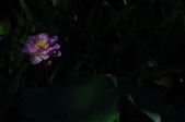 Enlarge photo 97