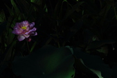 Enlarge photo 96