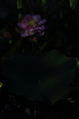 Enlarge photo 93