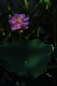 Enlarge photo 92