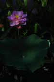 Enlarge photo 91