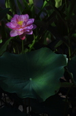 Enlarge photo 90