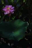 Enlarge photo 89