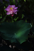 Enlarge photo 88