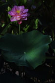 Enlarge photo 87