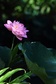 Enlarge photo 83