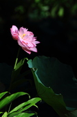 Enlarge photo 81