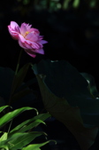 Enlarge photo 79