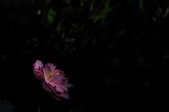 Enlarge photo 74