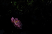 Enlarge photo 73